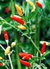 Tabasco peppers (capsicum frutescens) growing
